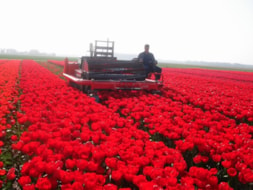 Topping Tulip Lefebers Memory